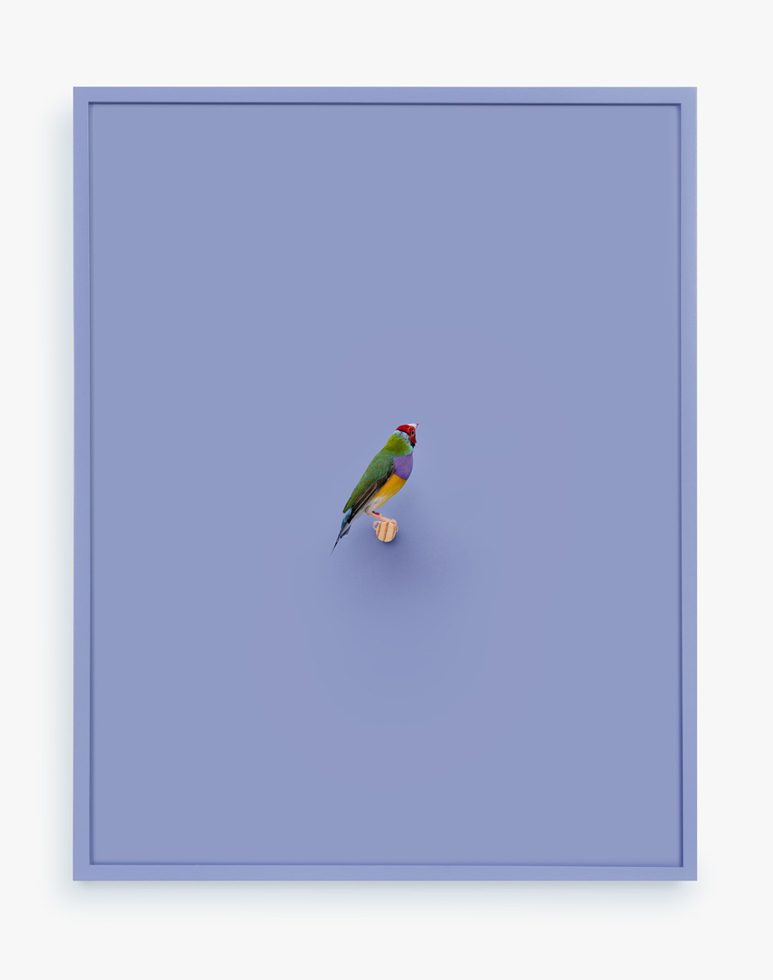 This is a print of a colorful Gouldian Finch against a purple-ish blue background.