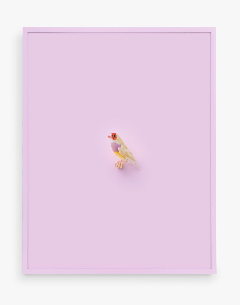 This is a print of a Orange Headed Gouldian Finch against a light, pastel purple background.