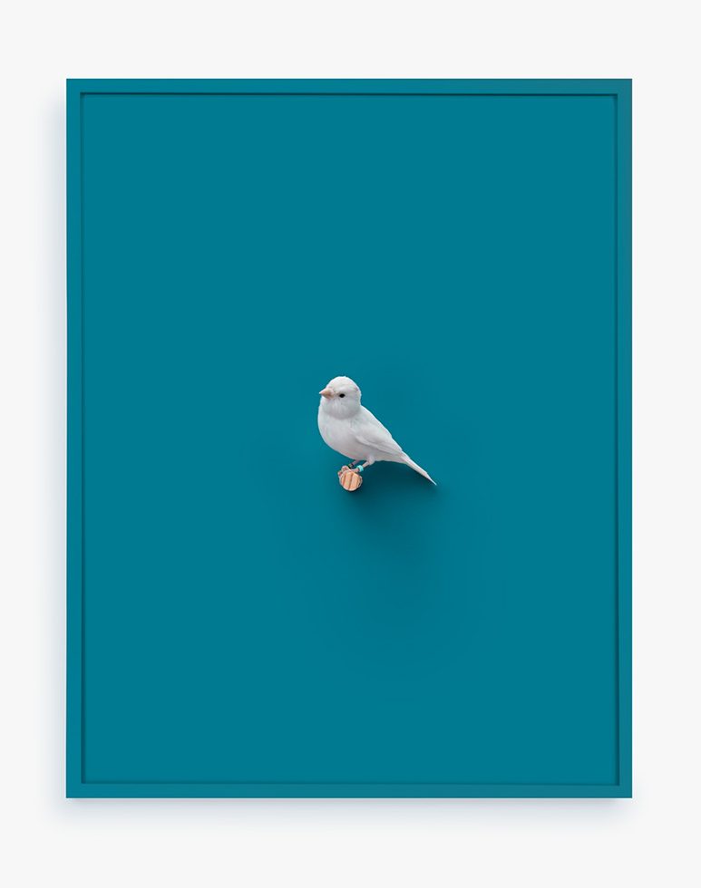 "This is a print of white American Singer Canary On a perch against a deep teal background."