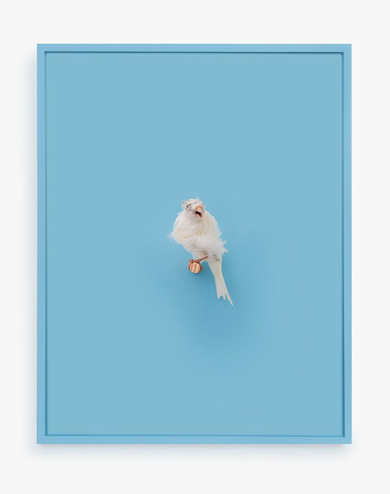 This is a print of a White Parisian Frilled Canary against a light blue background.