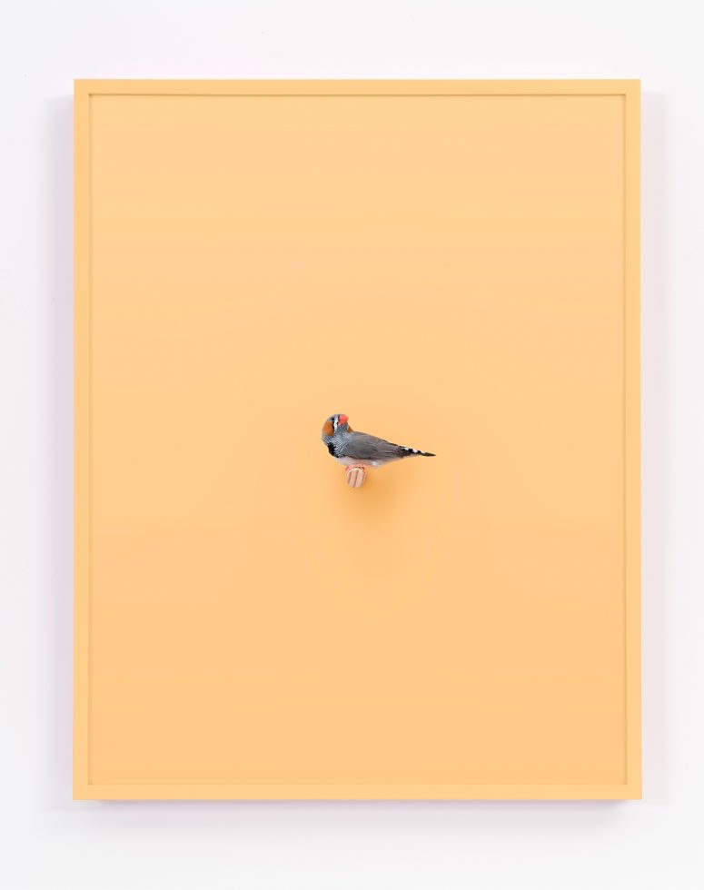 Daniel Handal, Zebra Finch (Butternut) by 
