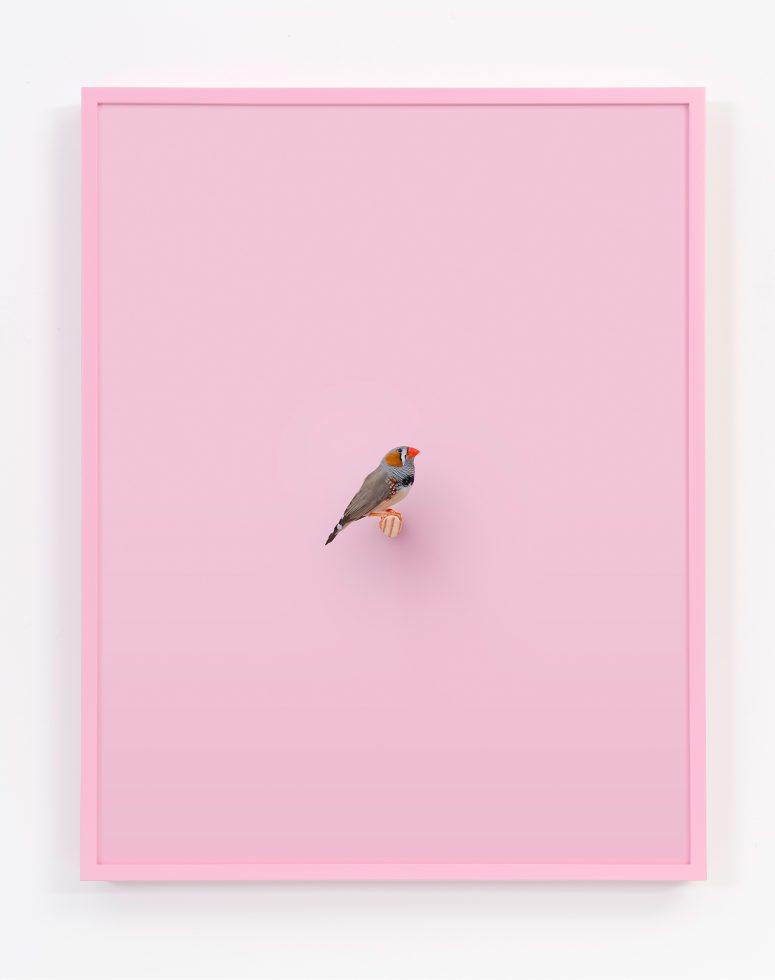 Daniel Handal, Zebra Finch (розовый) by 