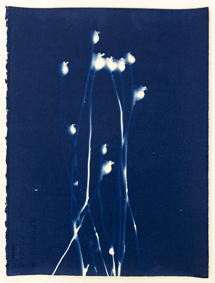Untitled 49 by 