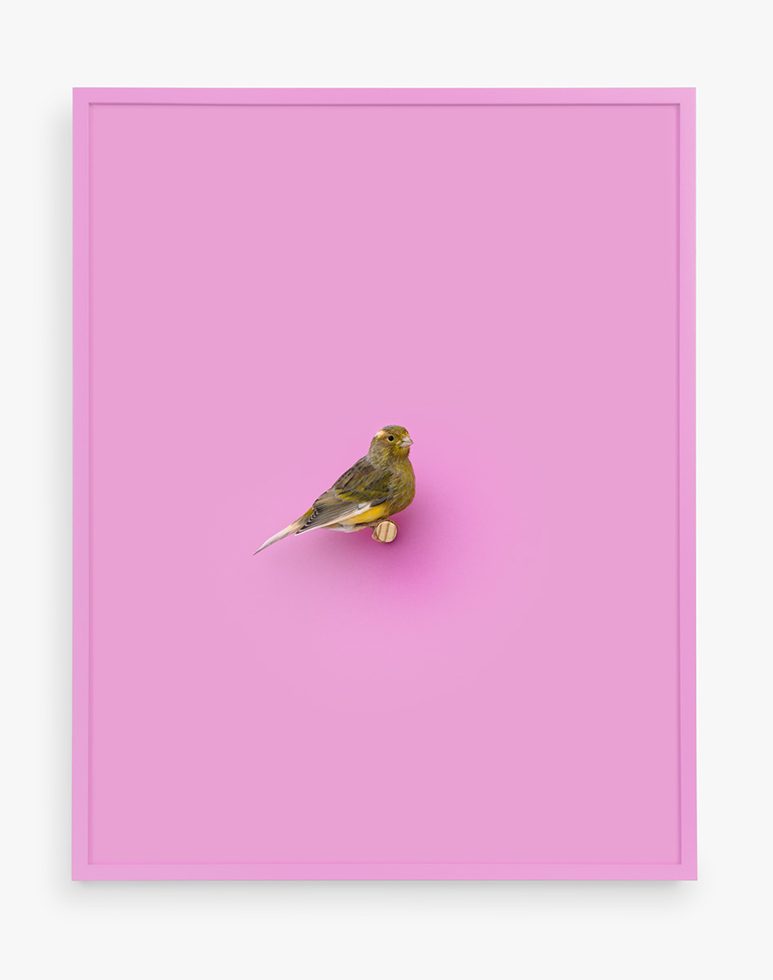 This is a photograph by Daniel Handal of a small, brown and yellow Atlantic Canary perched on a vivid pink background with a matching frame.