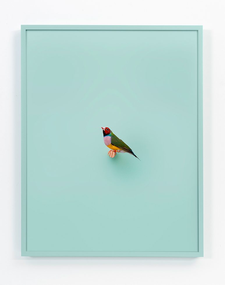 This is a photograph of a Lady Gouldian Finch against a pastel mint green background.