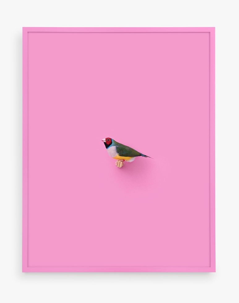 This is a photograph of a Lady Gouldian Finch against a pink background.