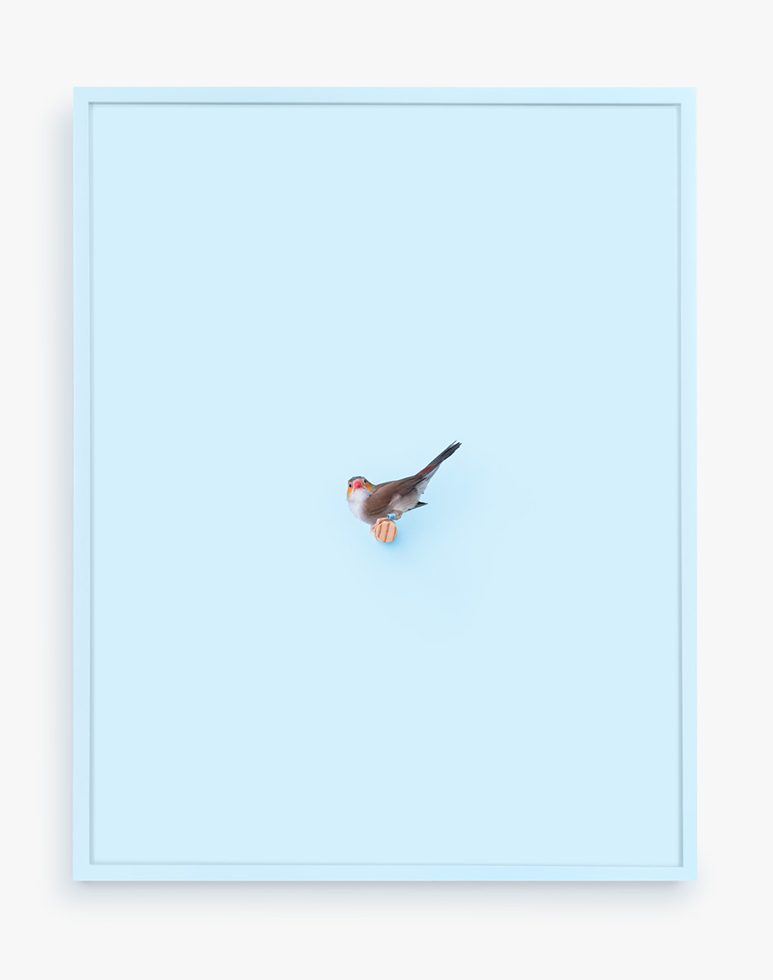 This is a photograph of an Orange Cheeked Waxbill against a pastel blue background.