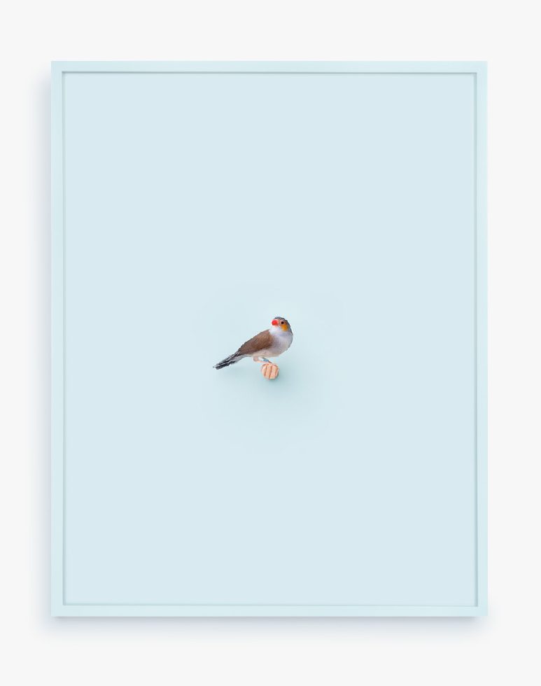 This is a photograph of an Orange Cheeked Waxbill against a pastel blue background.