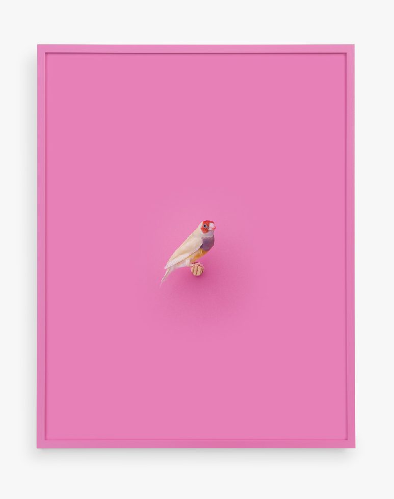 This is a photograph of an Orange Headed Gouldian Finch against a pink background.