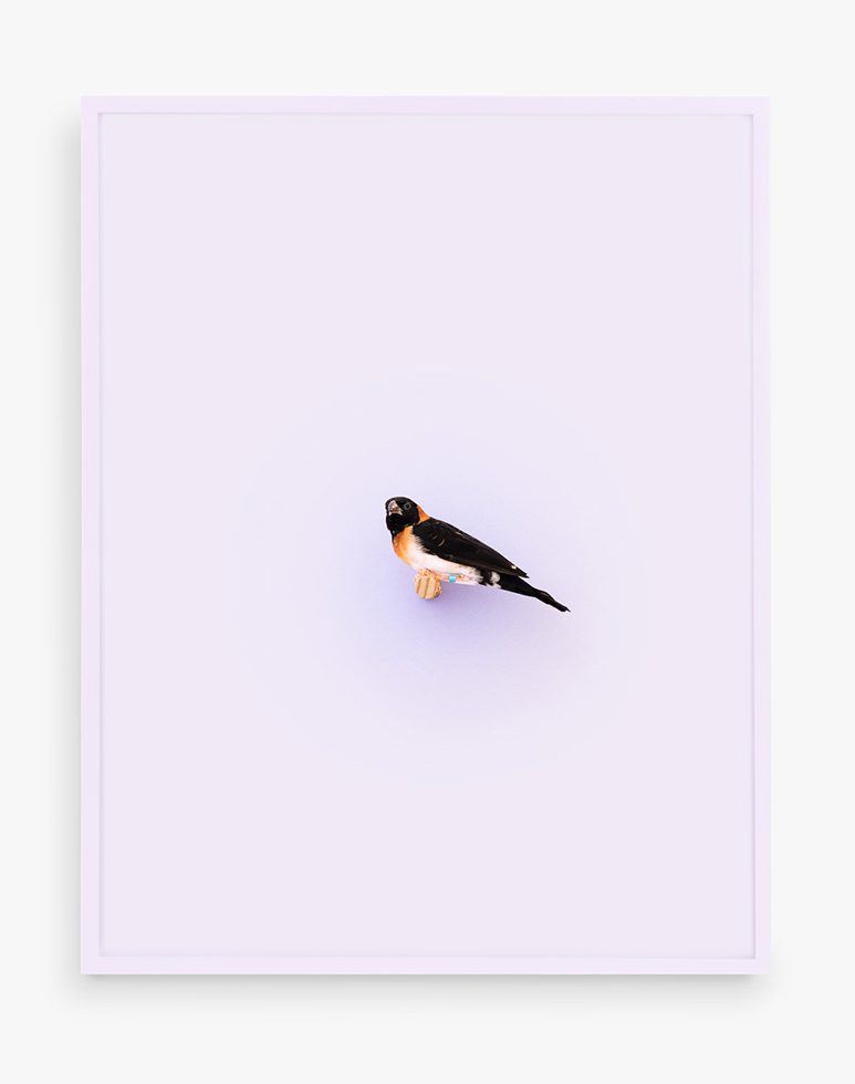 This is a photograph of a Paradise Whydah against a pastel lavender background.