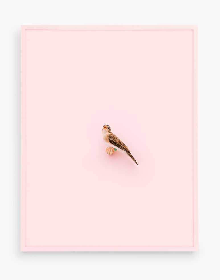 This is a photograph of a Paradise Whydah against a pastel pink background.