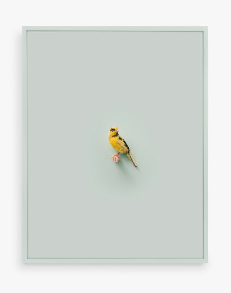 This is a photograph of a Russian Canary against a greenish-grey background.