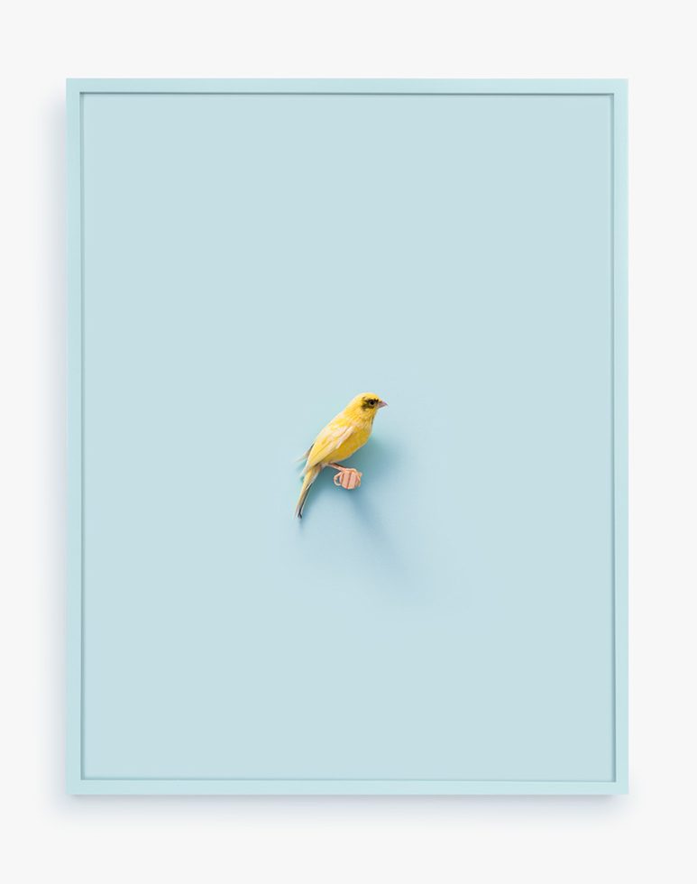 This is a photograph of a Russian Canary against a light blue background.