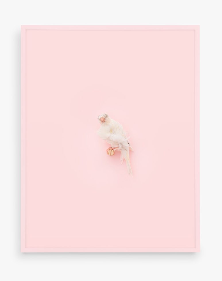 This is a photograph of a White Parisian Frilled Canary against a pale pink background.