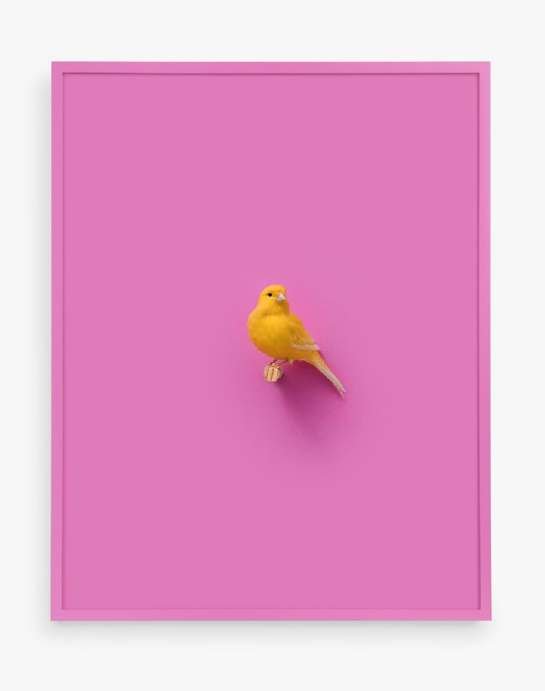 This is a photograph of a small yellow bird against a hot pink background.