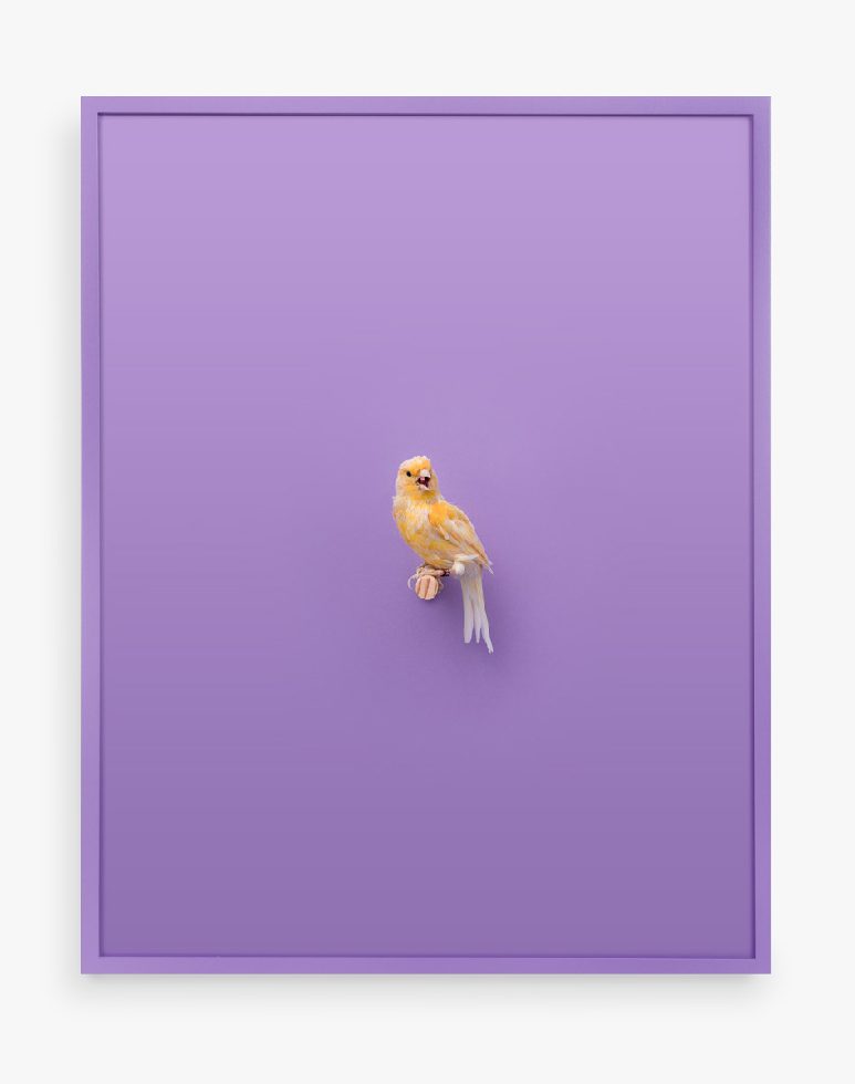 This is a print of an American Singer Canary on a purple background.