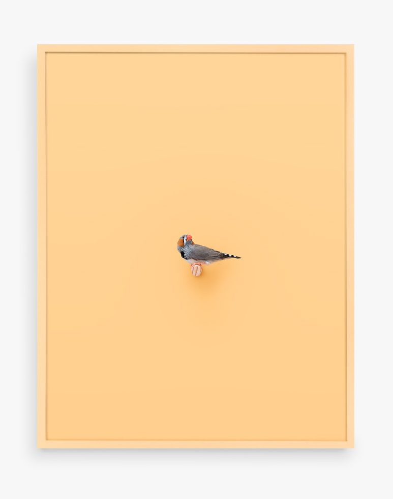 This is a photograph of a Zebra Finch against a pale orange background.