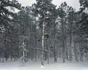 Nicole Schwartz, Untitled (Backyard, snow covered)
