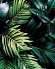 Nicole Schwartz, Untitled (Plant)