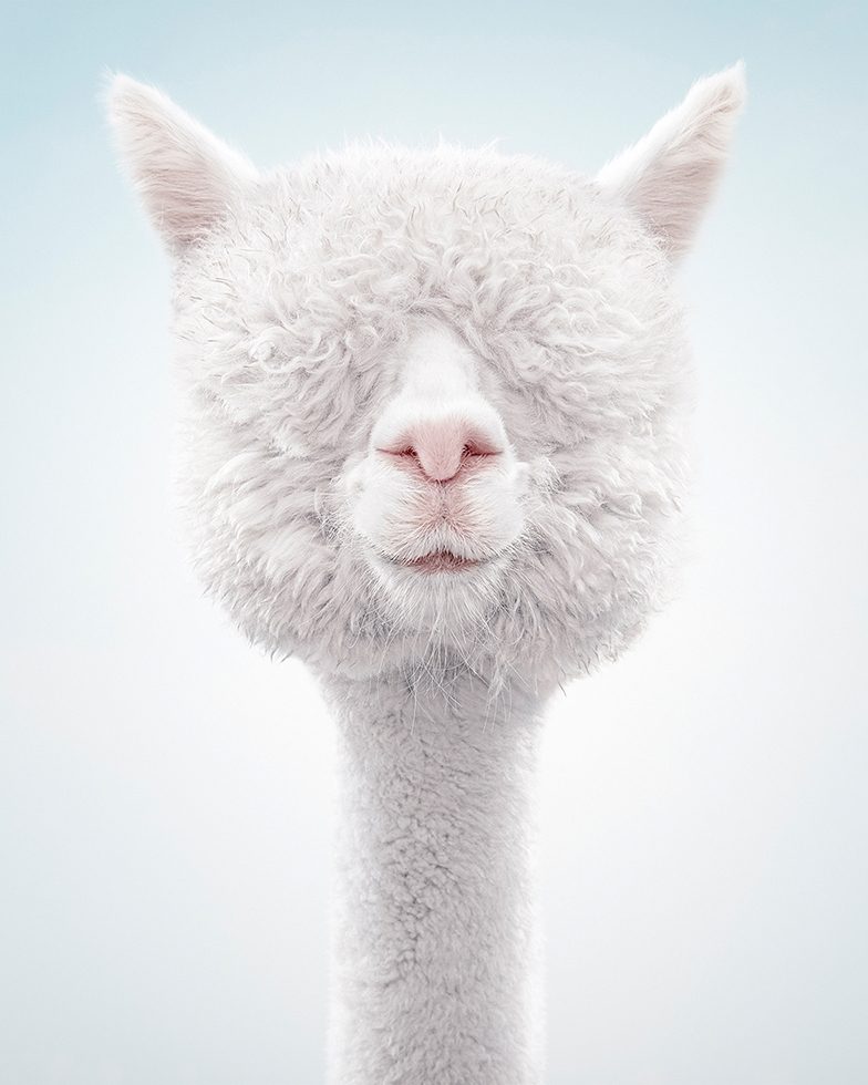 Alpaca #1 by Zack Seckler