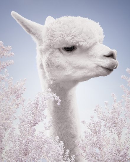 Zack Seckler, Alpaca #2