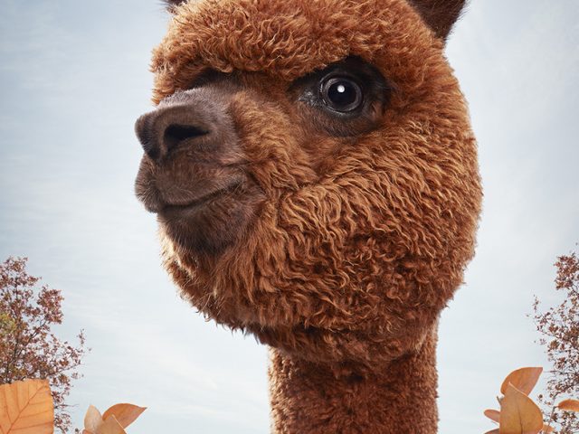 Zack Seckler, Alpaca #3