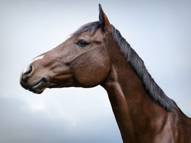 Zack Seckler, Horse Smile #2