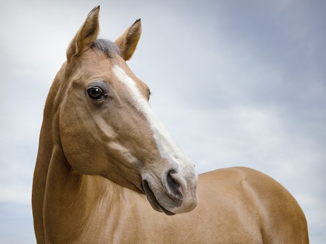 Zack Seckler, Horse Smile #3