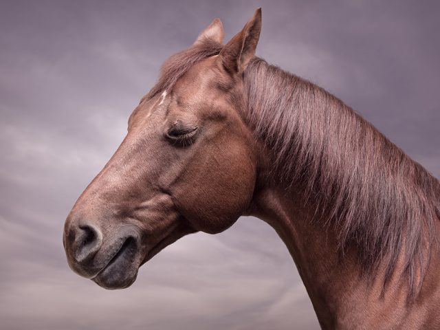 Zack Seckler, Horse Smile #4