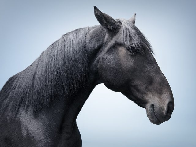 Zack Seckler, Horse Smile #5