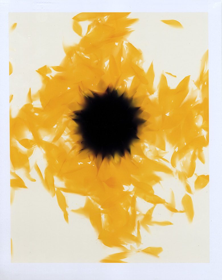 Sunflower by Brian Buckley