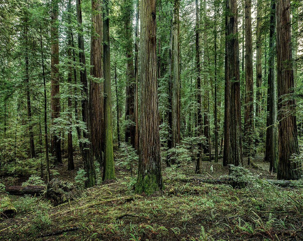 Redwoods 02, California, 2009 by Olaf Otto Becker