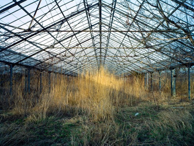 Pipo Nguyen-duy, Untitled (Dry Grass, 01.2009)