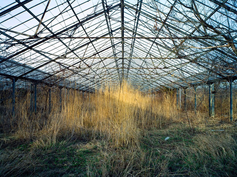 Untitled (Dry Grass, 01.2009) by Pipo Nguyen-duy