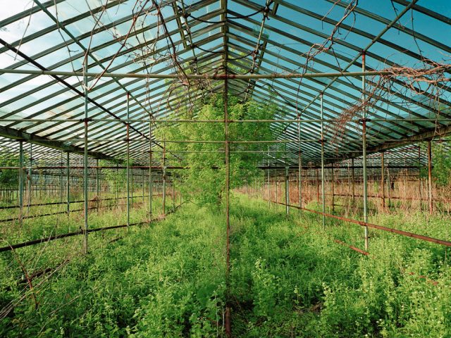 Pipo Nguyen-duy, Untitled (Greenery, 03.2004)