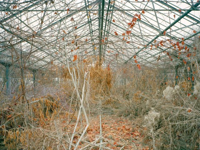 Pipo Nguyen-duy, Untitled (Red Leaves, 02.2004)