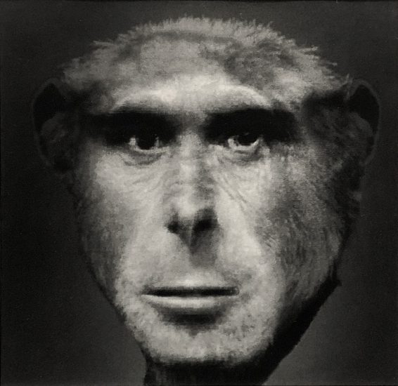 Click for sizes / editions / prices. Nancy Burson, Evolution II (Chimpanzee and Man)