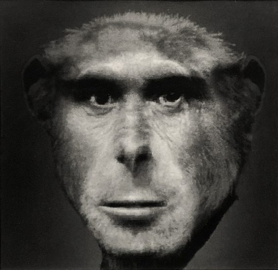 Nancy Burson, Evolution II (Chimpanzee and Man)