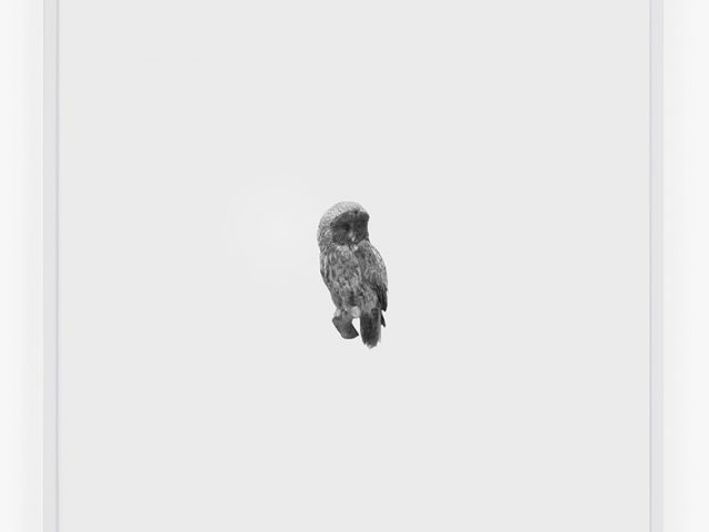 This is a small photograph of a Great Grey Owl looking straight at the camera on a white background.