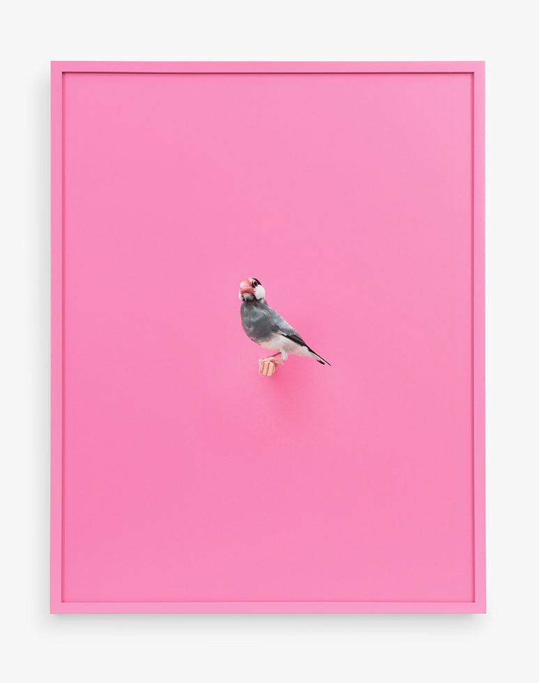 This is a photograph of a Java Rice Finch against a pink background.