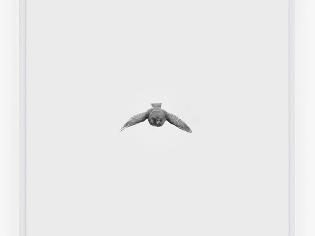 This is a small photograph of a Pygmy Owl flying towards the camera against a white background