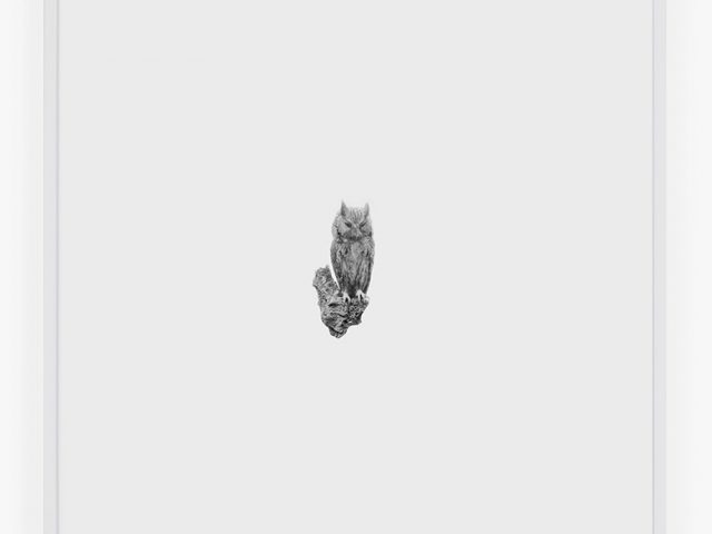 This is a photograph of a Screech Owl on a white background with a white frame.