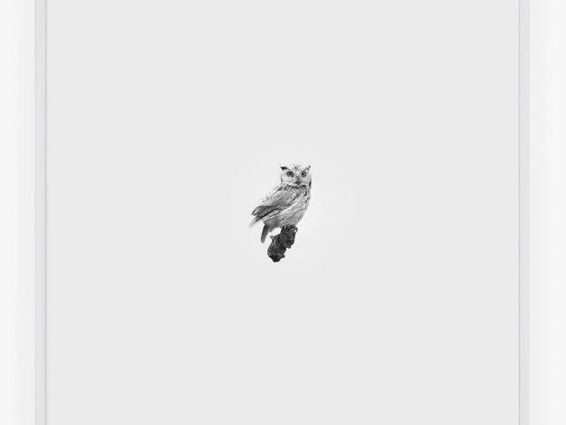 This is a small photograph of a Screech Owl looking straight at the camera on a white background.