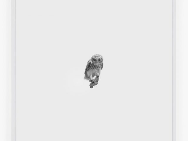 This is a small photograph of a short eared Owl looking straight at the camera on a white background.