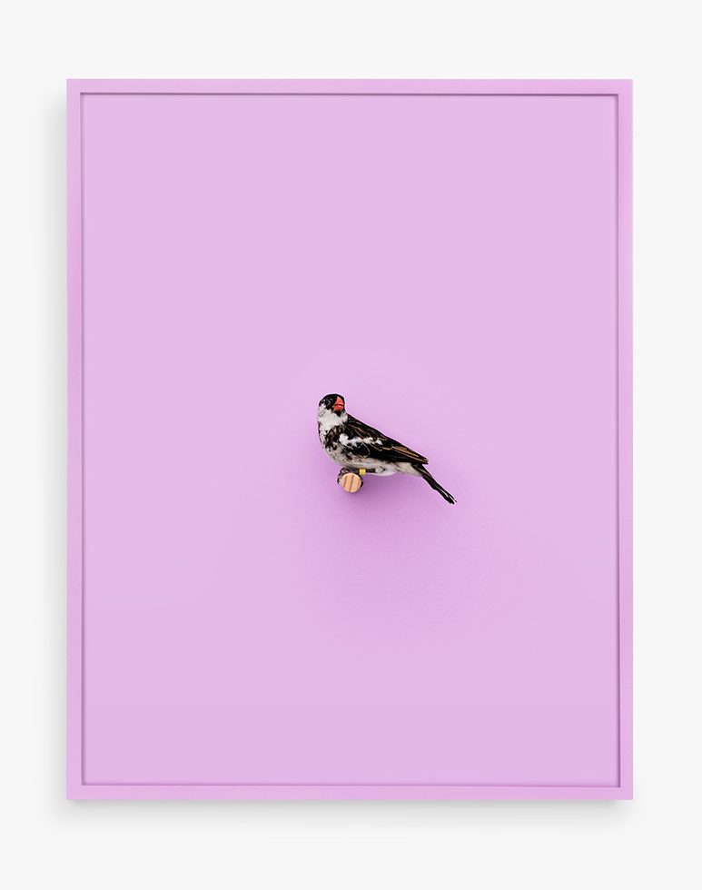 This is a photograph of a Whydah Finch against a pastel purple background.