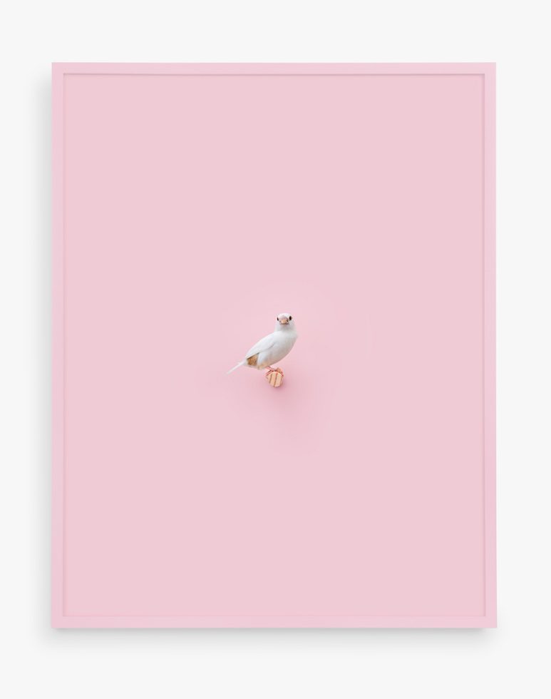 This is a photograph by Daniel Handal of a small, white Society Finch perched against a pink background with a matching frame.