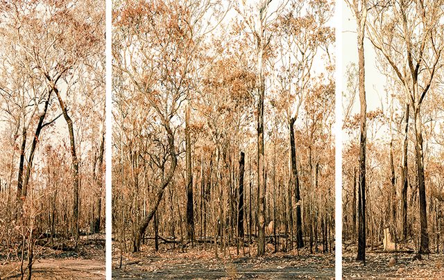 Olaf Otto Becker, After a Bushfire, Australia, 2008