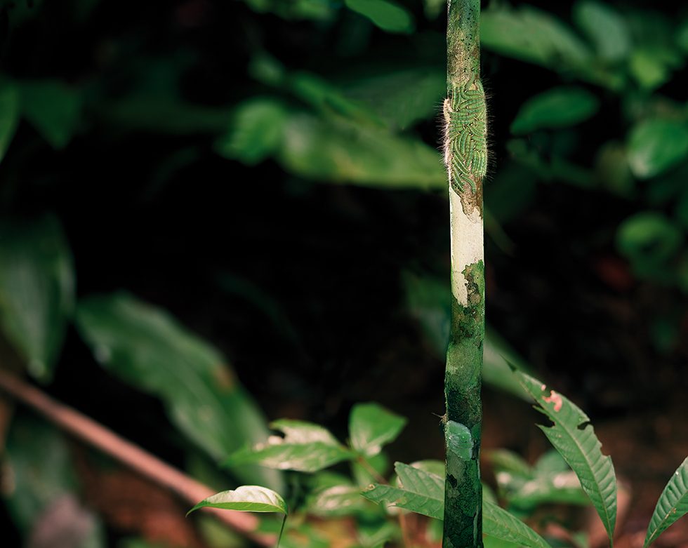 Caterpillars, Primary Forest, Malaysia, 10/2013 by Olaf Otto Becker