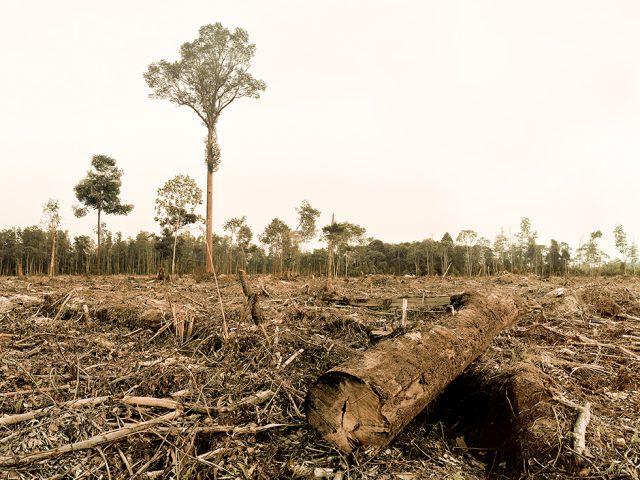 Olaf Otto Becker, Deforestation, Riau Area, Sumatra, Indonesia, 10/2013