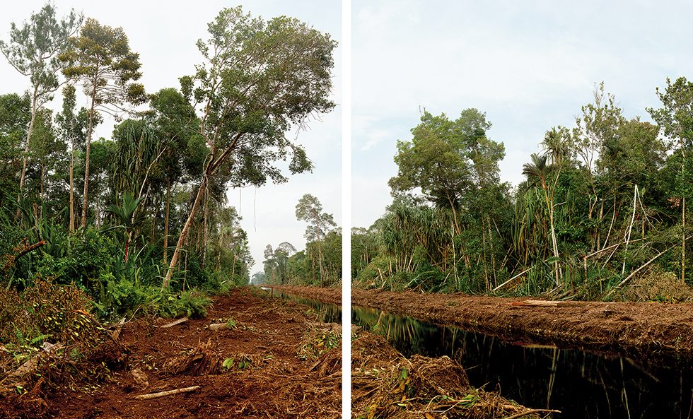 Diptych, Deforestation of 800,000 Hectares of Swamp Forest, Riau Area, Rangsang  by Olaf Otto Becker